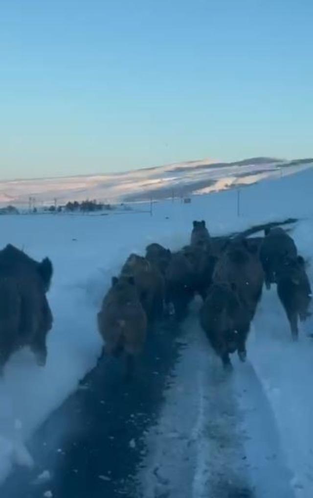 Karlı k&ouml;y yolundaki domuz s&uuml;r&uuml;s&uuml; kamerada 1