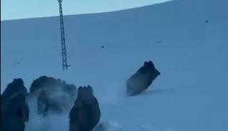 Karlı k&ouml;y yolundaki domuz s&uuml;r&uuml;s&uuml; kamerada