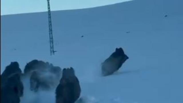 Karlı köy yolundaki domuz sürüsü kamerada