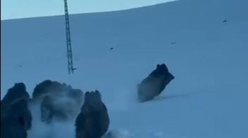 Karlı k&ouml;y yolundaki domuz s&uuml;r&uuml;s&uuml; kamerada