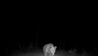 Safranbolu&rsquo;da boz ayı fotokapanla g&ouml;r&uuml;nt&uuml;lendi