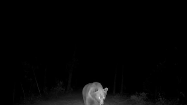Safranbolu’da boz ayı fotokapanla görüntülendi