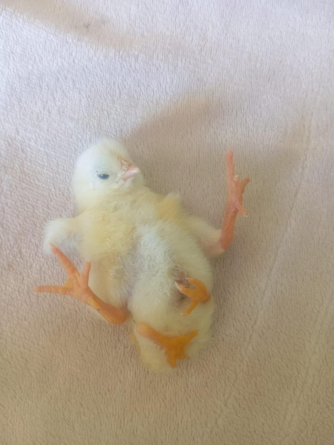 4 ayaklı civciv d&uuml;nyaya geldi! Kısa s&uuml;rede ilgi odağı oldu 1