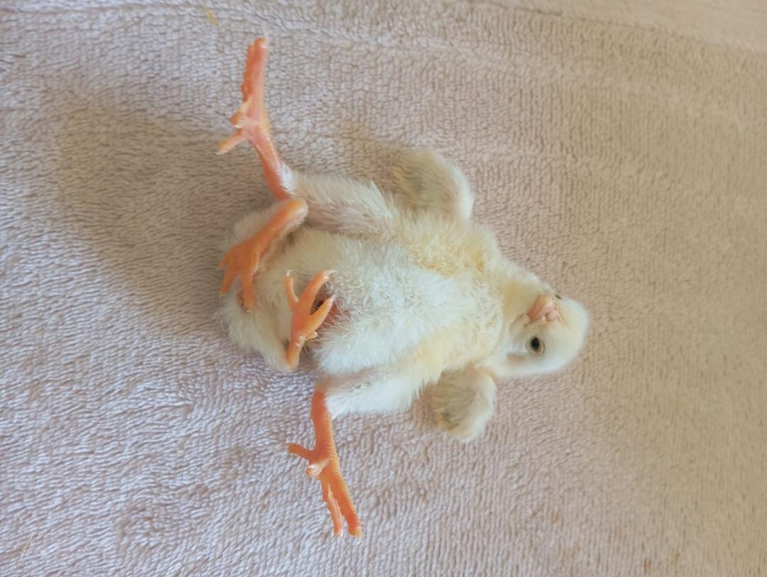 4 ayaklı civciv d&uuml;nyaya geldi! Kısa s&uuml;rede ilgi odağı oldu 2