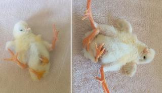 Diyarbakır'da 4 ayaklı civciv d&uuml;nyaya geldi!