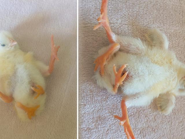 4 ayaklı civciv d&uuml;nyaya geldi! Kısa s&uuml;rede ilgi odağı oldu