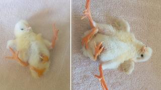 4 ayaklı civciv dünyaya geldi! Kısa sürede ilgi odağı oldu