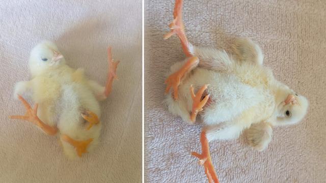 4 ayaklı civciv dünyaya geldi! Kısa sürede ilgi odağı oldu