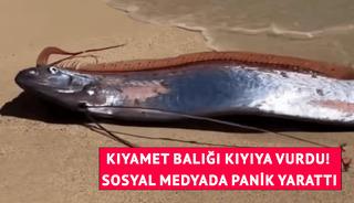 Kıyıya iki "kıyamet balığı" vurdu! G&ouml;r&uuml;nt&uuml;ler paniğe neden oldu