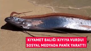 Kıyıya iki kıyamet balığı vurdu! Görüntüler paniğe neden oldu