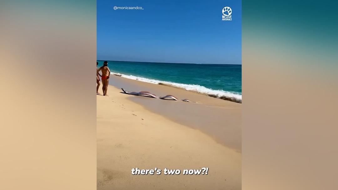 Kıyıya iki "kıyamet balığı" vurdu! G&ouml;r&uuml;nt&uuml;ler paniğe neden oldu 1