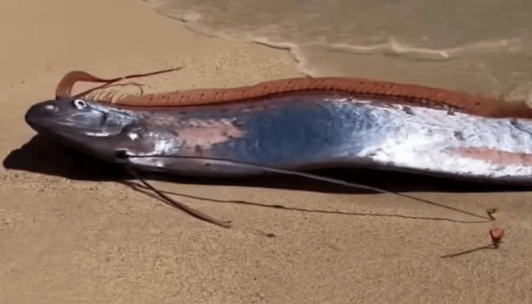 Kıyıya iki "kıyamet balığı" vurdu! G&ouml;r&uuml;nt&uuml;ler paniğe neden oldu 2