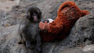 Peluş bebeği ile gönüllere taht kurmuştu: İşte Punch'ın son hali!