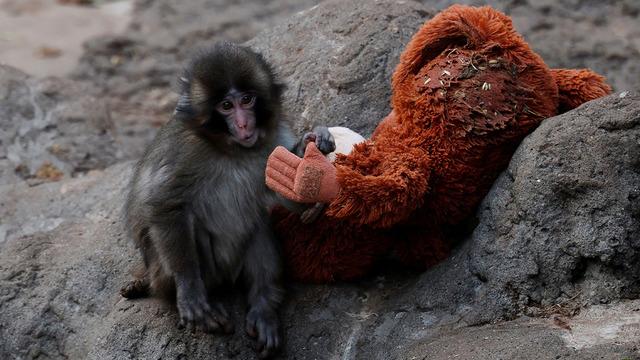 Peluş bebeği ile gönüllere taht kurmuştu: İşte Punch'ın son hali!