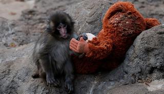 Peluş bebeği ile g&ouml;n&uuml;llere taht kurmuştu: İşte Punch'ın son hali!