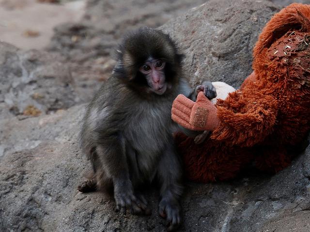 Peluş bebeği ile g&ouml;n&uuml;llere taht kurmuştu: İşte Punch'ın son hali!