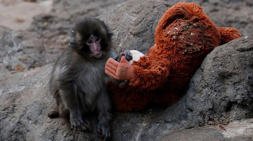 Peluş bebeği ile g&ouml;n&uuml;llere taht kurmuştu: İşte Punch'ın son hali!