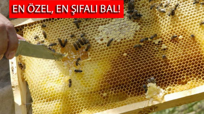 En şifalı, en özel balın fiyatı rekor kırdı: 900 TL
