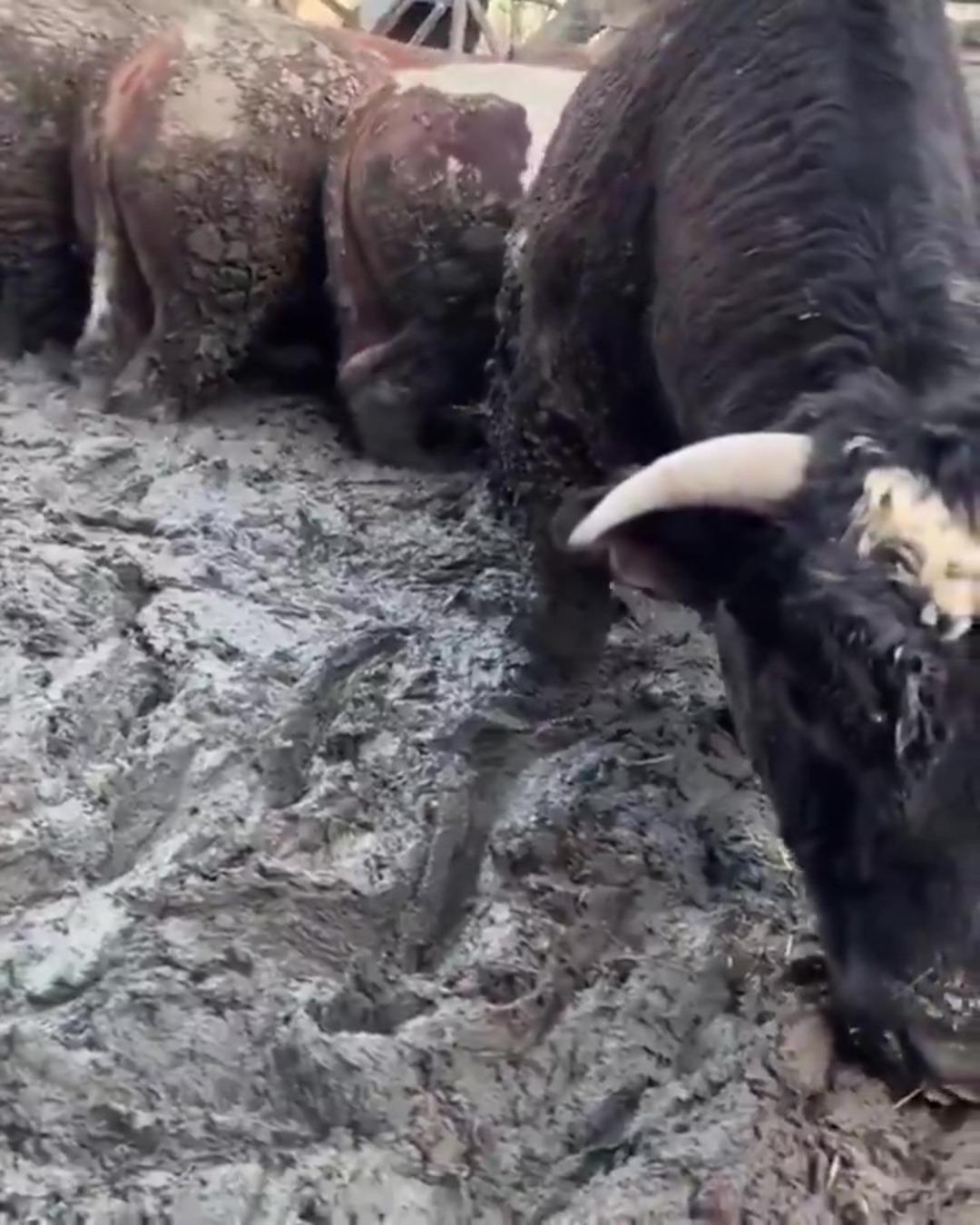 Hayvanların g&ouml;r&uuml;nt&uuml;s&uuml; sosyal medyada tepki &ccedil;ekmişti! Konya daki besi &ccedil;iftliğinde denetleme 1