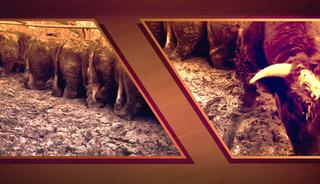 Hayvanların g&ouml;r&uuml;nt&uuml;s&uuml; sosyal medyada tepki &ccedil;ekmişti! Konya'daki besi &ccedil;iftliğinde denetleme