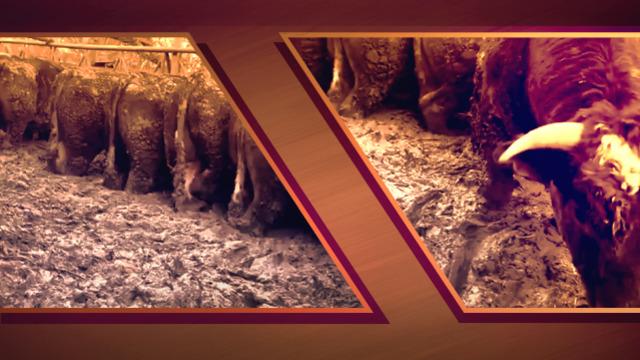 Sosyal medyada b&uuml;y&uuml;k tepki &ccedil;ekmişti! O &ccedil;iftlik i&ccedil;in harekete ge&ccedil;ildi