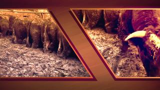 Hayvanların görüntüsü sosyal medyada tepki çekmişti! Konya'daki besi çiftliğinde denetleme