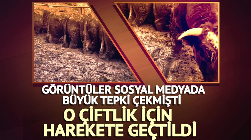 Sosyal medyada b&uuml;y&uuml;k tepki &ccedil;ekmişti! O &ccedil;iftlik i&ccedil;in harekete ge&ccedil;ildi