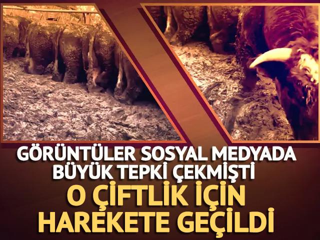Sosyal medyada b&uuml;y&uuml;k tepki &ccedil;ekmişti! O &ccedil;iftlik i&ccedil;in harekete ge&ccedil;ildi