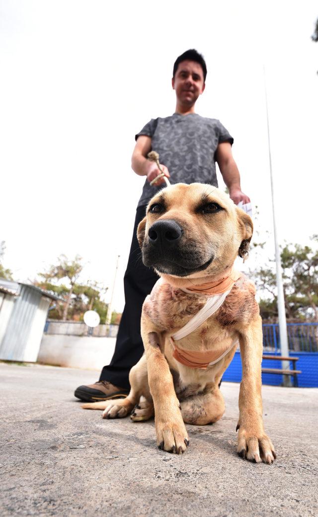 Ensesi kesilen köpeği sahiplendi