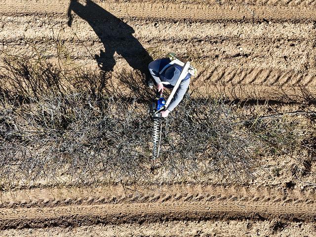 Isparta'nın g&uuml;l bah&ccedil;elerinde hasat &ouml;ncesi budama mesaisi yapılıyor