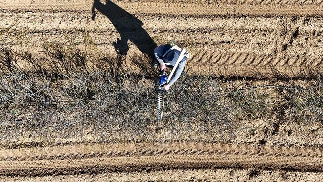 Isparta'nın gül bahçelerinde hasat öncesi budama mesaisi yapılıyor