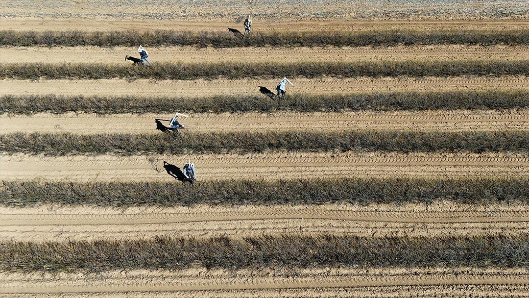 Isparta nın g&uuml;l bah&ccedil;elerinde hasat &ouml;ncesi budama mesaisi yapılıyor 1