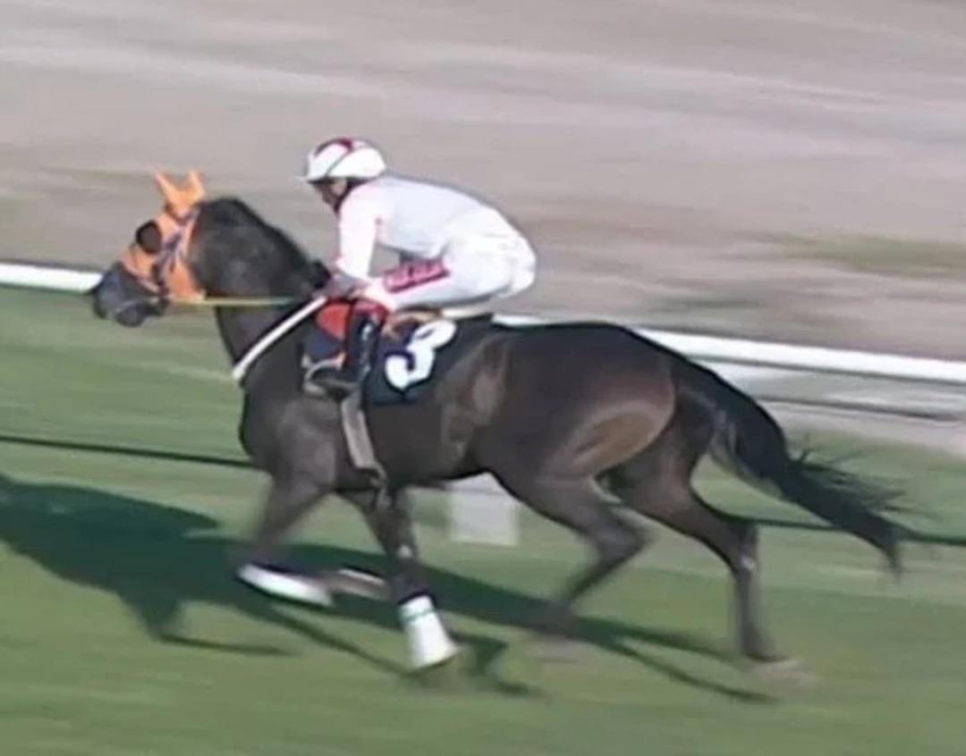 Şampiyon at kavurma yapılmıştı! Sahibi ilk kez konuştu: "B&uuml;y&uuml;k ızdırap duydum" 2