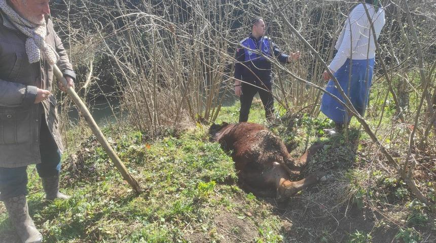 Kanala d&uuml;şen ineği zabıta kurtardı