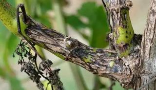 '&Ouml;l&uuml;kol' uyarısı: ilk ila&ccedil;lama ne zaman yapılmalıdır?