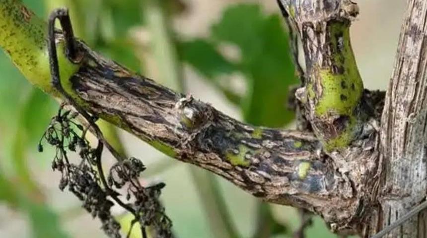 Bağcılara '&Ouml;l&uuml;kol' uyarısı: ilk ila&ccedil;lama ne zaman yapılmalıdır?