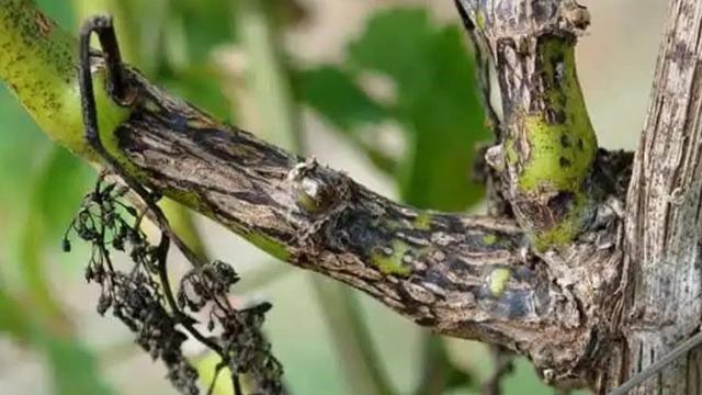 Bağcılara 'Ölükol' uyarısı: ilk ilaçlama ne zaman yapılmalıdır?
