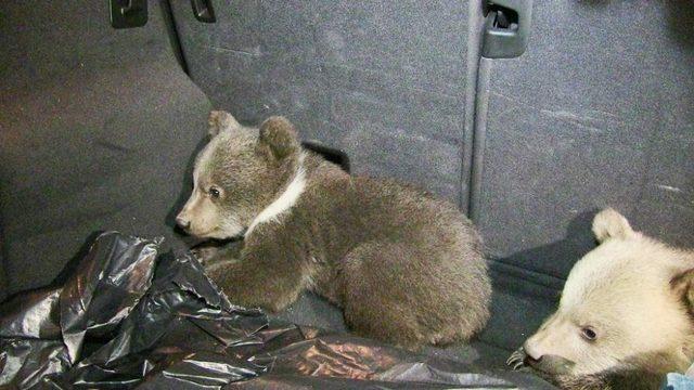 Köpeklerin saldırısından kurtarılan yavru ayılar ilgi odağı oldu