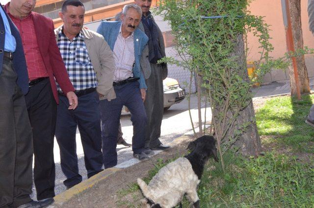 Aracın motoruna giren yavru keçi kurtarıldı