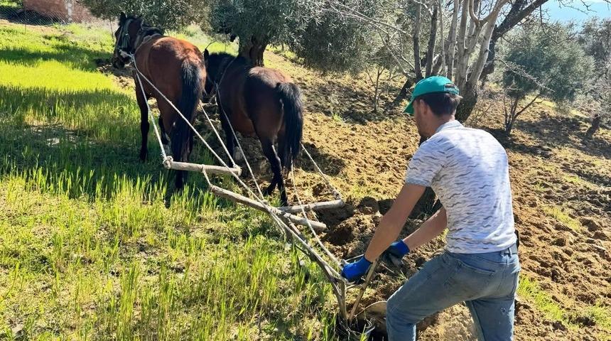 Trakt&ouml;r&uuml;n giremediği zeytinlikte &uuml;retim atlarla s&uuml;r&uuml;yor