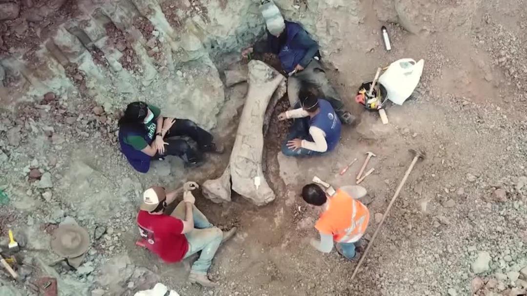 Kazı sırasında ortaya &ccedil;ıktı! Dev dinozor t&uuml;r&uuml; keşfedildi: Bir kemiği bile insan boyutunda 2