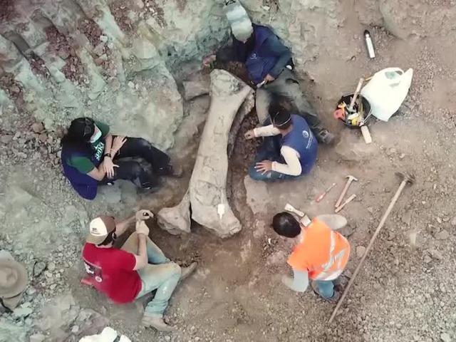 Kazı sırasında ortaya &ccedil;ıktı! Dev dinozor t&uuml;r&uuml; keşfedildi