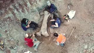 Kazı sırasında ortaya çıktı! Dev dinozor türü keşfedildi: Bir kemiği bile insan boyutunda