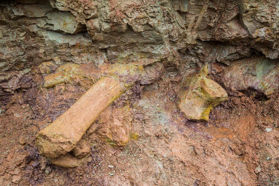 Kazı sırasında ortaya &ccedil;ıktı! Dev dinozor t&uuml;r&uuml; keşfedildi: Bir kemiği bile insan boyutunda 1