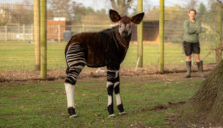 D&uuml;nyanın en ilgin&ccedil; hayvanı ilk kez g&ouml;r&uuml;nt&uuml;lendi