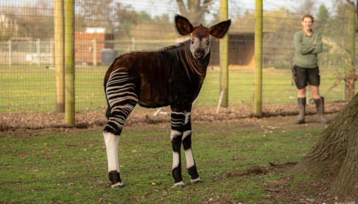 D&uuml;nyanın en ilgin&ccedil; hayvanı ilk kez g&ouml;r&uuml;nt&uuml;lendi