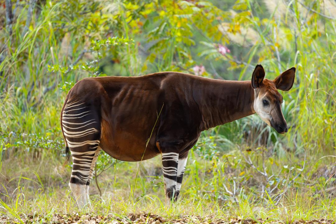 Z&uuml;rafa, zebra ve ata benziyor! D&uuml;nyanın en ilgin&ccedil; hayvanı ilk kez g&ouml;r&uuml;nt&uuml;lendi 1