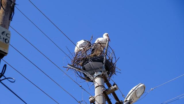 Leyleklerin 40 yıllık yuvası yıkıldı, onlar gelmeden yenisini yerleştirdi 4