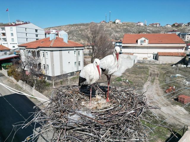 Leyleklerin 40 yıllık yuvası yıkıldı, onlar gelmeden yenisini yerleştirdi 2
