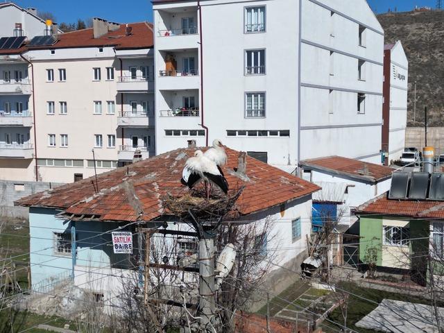Leyleklerin 40 yıllık yuvası yıkıldı, onlar gelmeden yenisini yerleştirdi 1